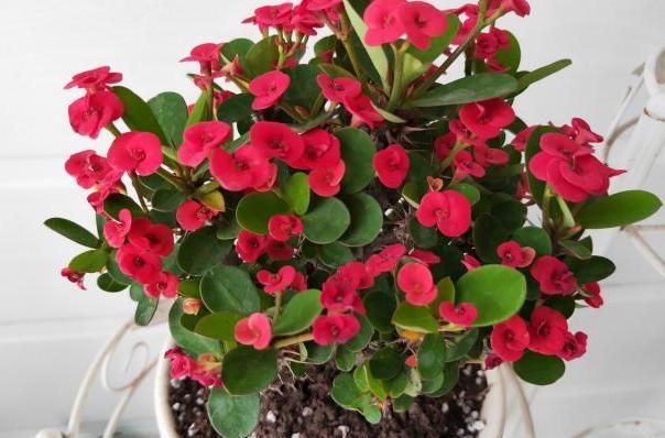 此种花卉寿命忒长,养护多注意5点,每一株都能活上30多年