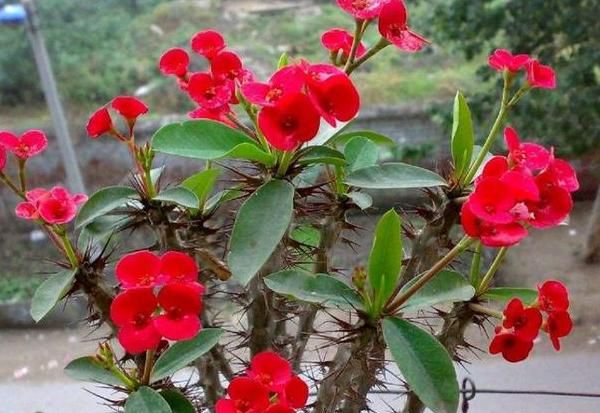 此种花卉寿命忒长,养护多注意5点,每一株都能活上30多年