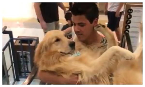 金毛好几十斤了,还要主人抱着乘电梯,汪:谁还不是小公主