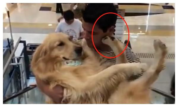 金毛好几十斤了,还要主人抱着乘电梯,汪:谁还不是小公主