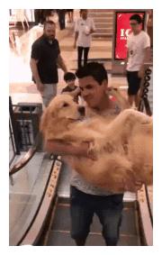 金毛好几十斤了,还要主人抱着乘电梯,汪:谁还不是小公主