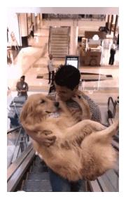 金毛好几十斤了,还要主人抱着乘电梯,汪:谁还不是小公主