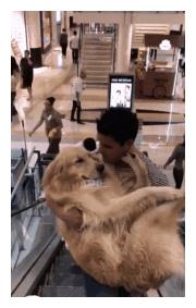 金毛好几十斤了,还要主人抱着乘电梯,汪:谁还不是小公主