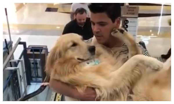 金毛好几十斤了,还要主人抱着乘电梯,汪:谁还不是小公主