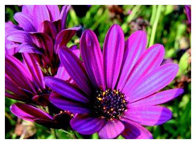 此花生长茂密，开花量足，很适合养护