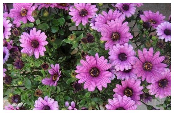 此花生长茂密，开花量足，很适合养护