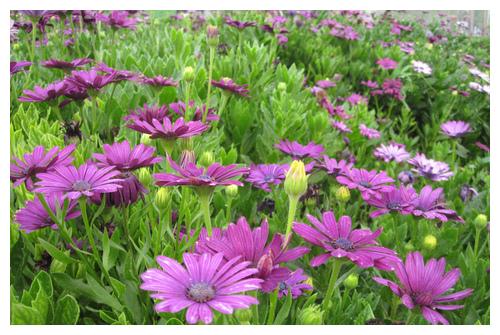 此花生长茂密，开花量足，很适合养护