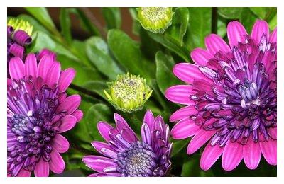 此花生长茂密，开花量足，很适合养护