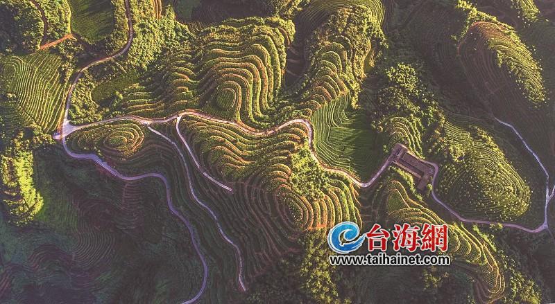 好茶不贵 千年古茶拥抱新消费 拼多多助力安溪铁观音数字化转型