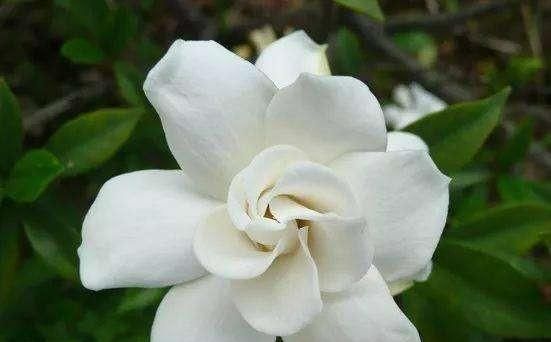 开花洁白的栀子花,冬天怎么养护?