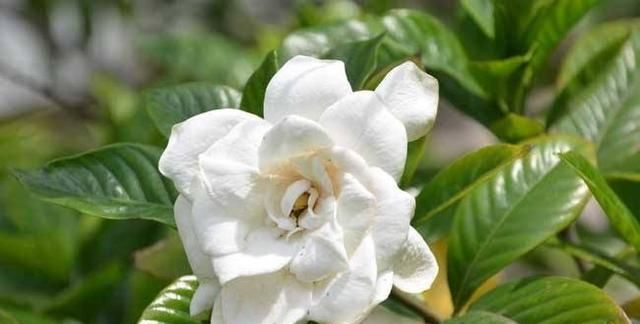 开花洁白的栀子花,冬天怎么养护?