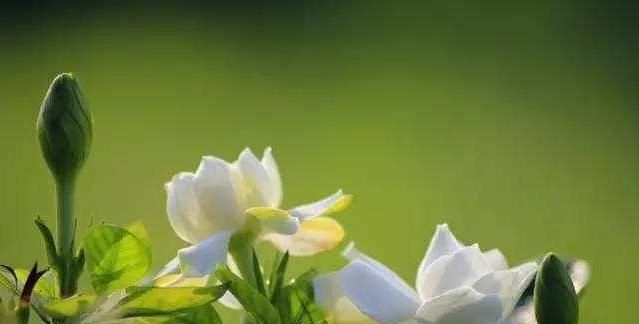 开花洁白的栀子花,冬天怎么养护?