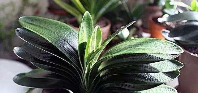 君子兰虽有大肉根,却很容易烂根,该怎么养护防止烂根