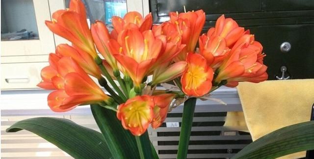 君子兰虽有大肉根,却很容易烂根,该怎么养护防止烂根