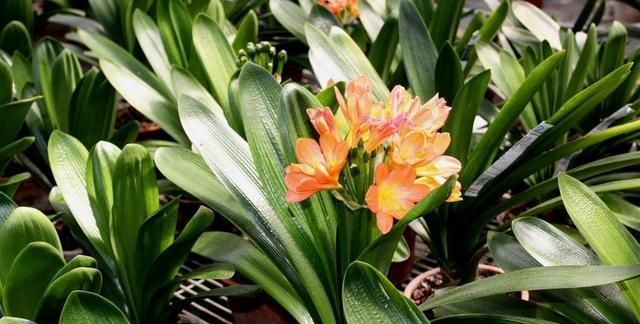 君子兰虽有大肉根,却很容易烂根,该怎么养护防止烂根