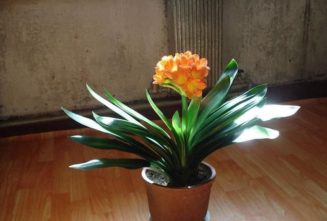 君子兰气质风雅适合家养,这样养护,开花量大容易爆盆