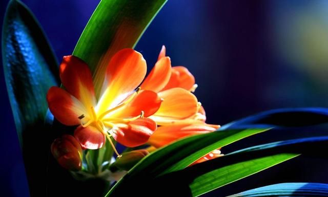 君子兰气质风雅适合家养,这样养护,开花量大容易爆盆