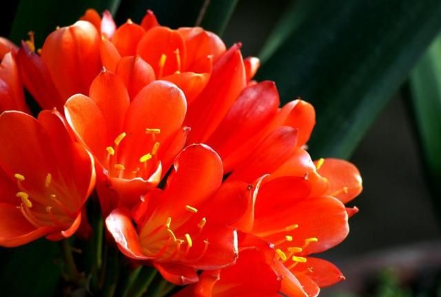 君子兰气质风雅适合家养,这样养护,开花量大容易爆盆