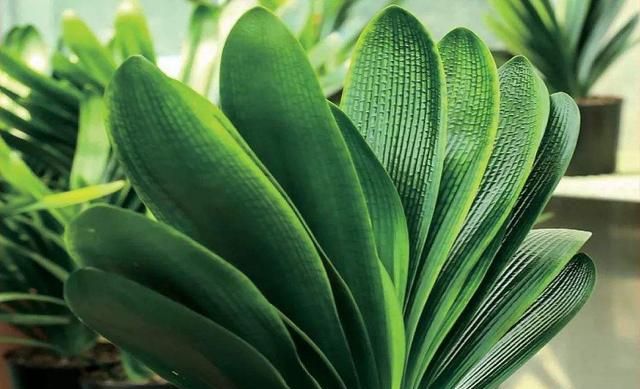 君子兰气质风雅适合家养,这样养护,开花量大容易爆盆