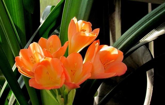 君子兰气质风雅适合家养,这样养护,开花量大容易爆盆