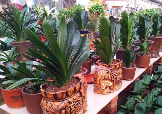 君子兰气质风雅适合家养,这样养护,开花量大容易爆盆