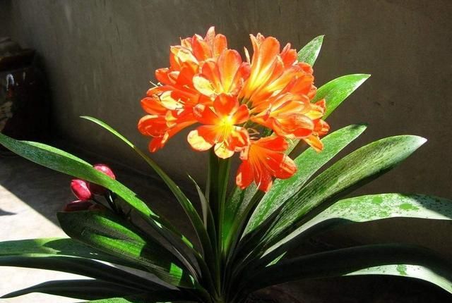 君子兰气质风雅适合家养,这样养护,开花量大容易爆盆