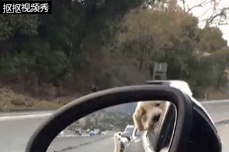 狗狗塞车到绝望，叼玩具跟对面车狗狗互呛：我有玩具你有吗？