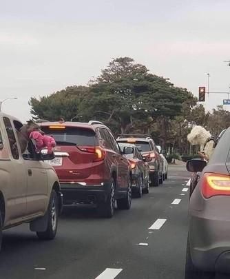 狗狗塞车到绝望，叼玩具跟对面车狗狗互呛：我有玩具你有吗？