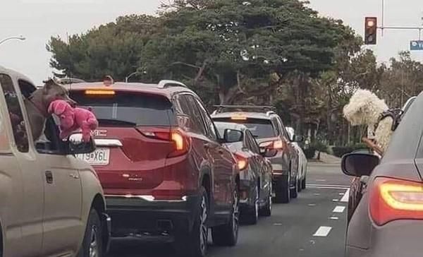 狗狗塞车到绝望，叼玩具跟对面车狗狗互呛：我有玩具你有吗？