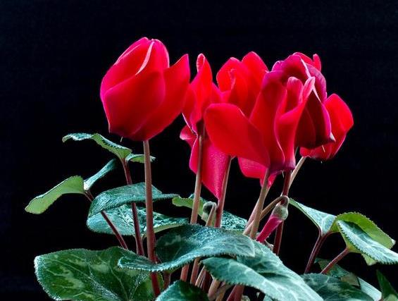 此盆栽漂亮似牡丹,花香赛香水,周年开花,养护简单,阳台也能种