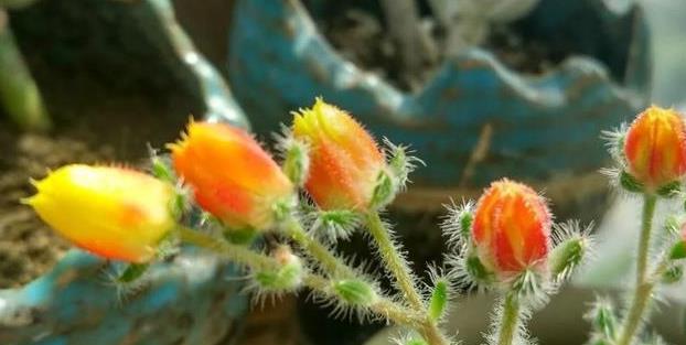 此盆栽漂亮似牡丹,花香赛香水,周年开花,养护简单,阳台也能种