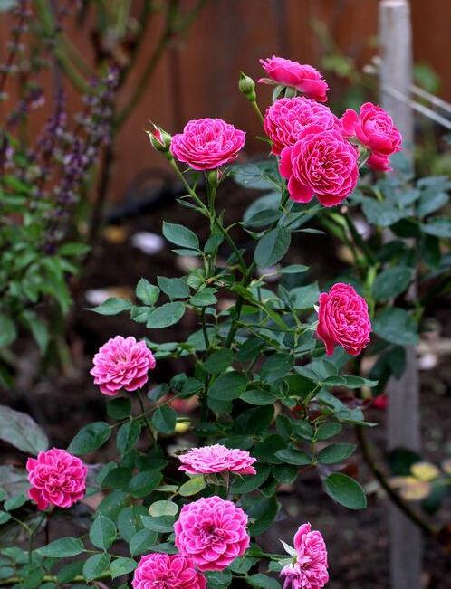 此盆栽漂亮似牡丹,花香赛香水,周年开花,养护简单,阳台也能种