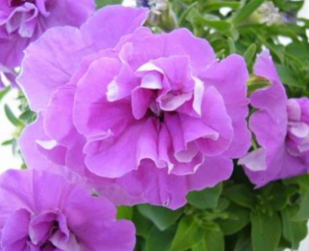 此盆栽漂亮似牡丹,花香赛香水,周年开花,养护简单,阳台也能种