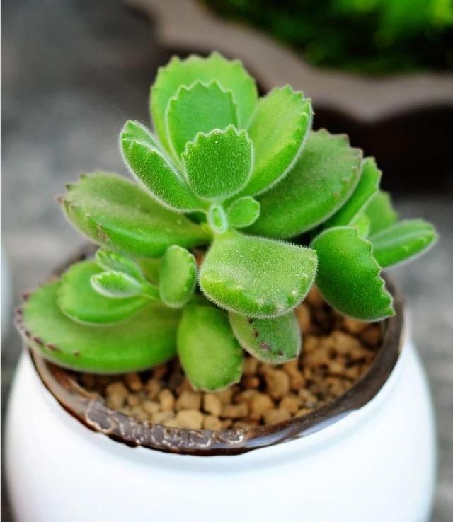 多肉养护有技巧,冬天这么养,越来越胖