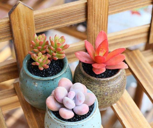 多肉养护有技巧,冬天这么养,越来越胖