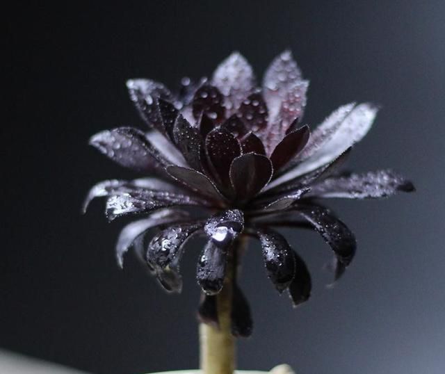 多肉养护有技巧,冬天这么养,越来越胖