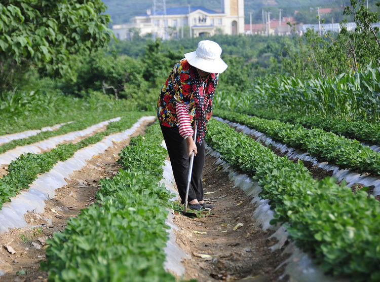 播种花生，有三个问题要注意，个大饱满还高产，才能卖出好价钱