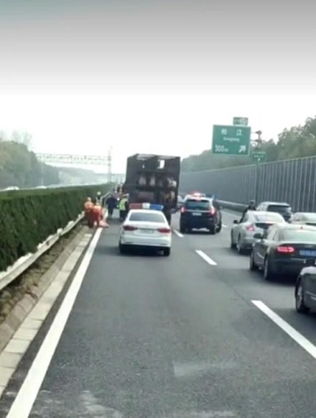 “二师兄”高速公路“越狱” 民警养护工人逮住了它们