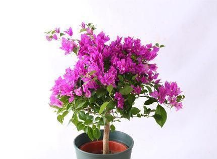 想要三角梅冬季也开花，应该如何管理养护？