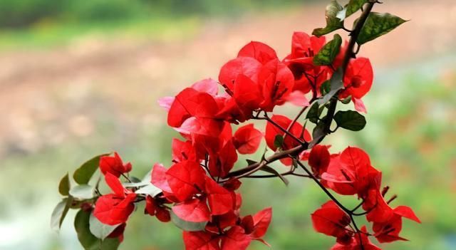 想要三角梅冬季也开花，应该如何管理养护？
