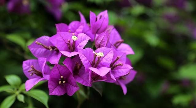 想要三角梅冬季也开花，应该如何管理养护？