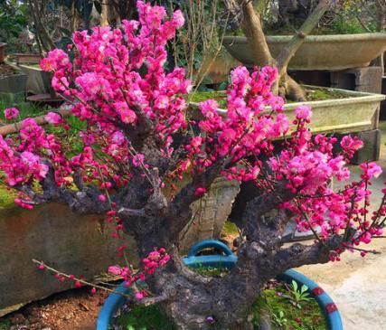 盆栽红梅养护“攻略”，记住几点，枝头满花苞，花色更鲜艳