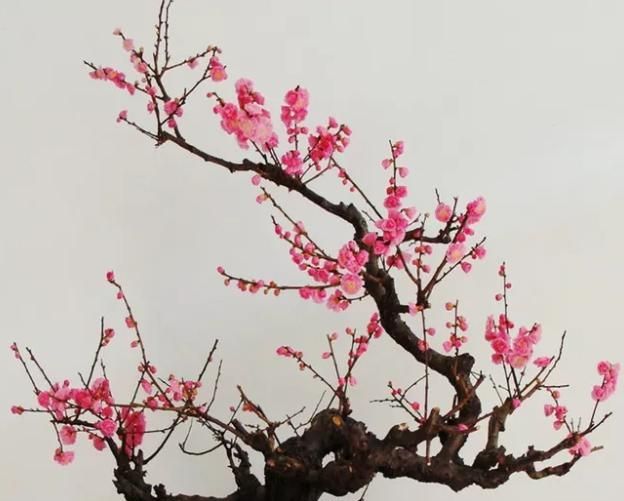 盆栽红梅养护“攻略”，记住几点，枝头满花苞，花色更鲜艳