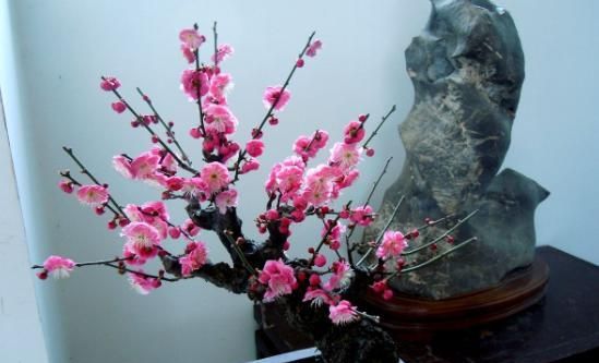 盆栽红梅养护“攻略”，记住几点，枝头满花苞，花色更鲜艳