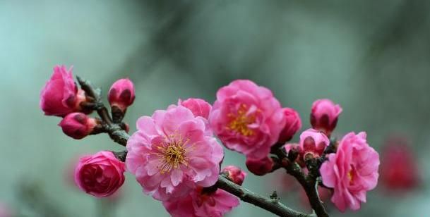 盆栽红梅养护“攻略”，记住几点，枝头满花苞，花色更鲜艳