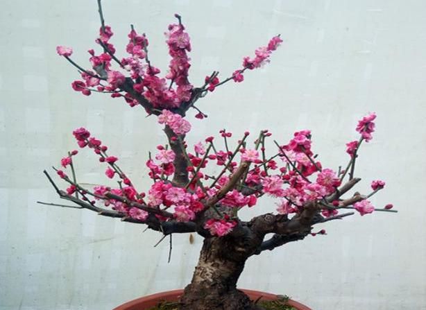 盆栽红梅养护“攻略”，记住几点，枝头满花苞，花色更鲜艳
