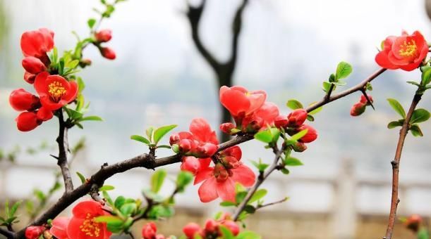 盆栽红梅养护“攻略”，记住几点，枝头满花苞，花色更鲜艳