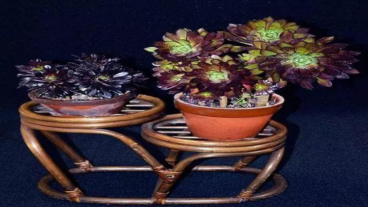 神秘的黑法师养护时,一定要注意一下几点,否则叶子很容易凋落