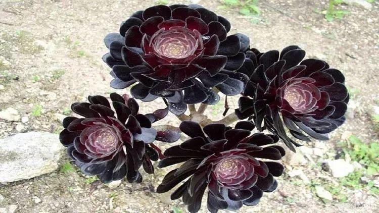 神秘的黑法师养护时,一定要注意一下几点,否则叶子很容易凋落