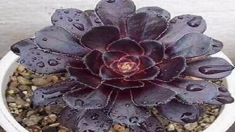 神秘的黑法师养护时,一定要注意一下几点,否则叶子很容易凋落